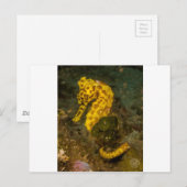 イエローシーホース ポストカード (正面/裏面)