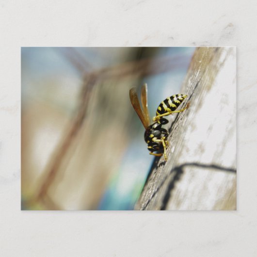 イエロージャケットポストカード ポストカード (正面)