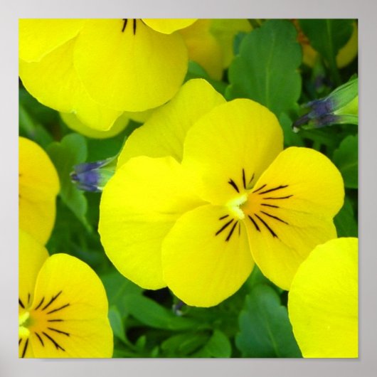 イエロージョニージャンプアップポスタープリント ポスター (正面)