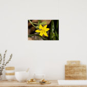 イエロースターグラスの小さなバッタ ポスター (キッチン)