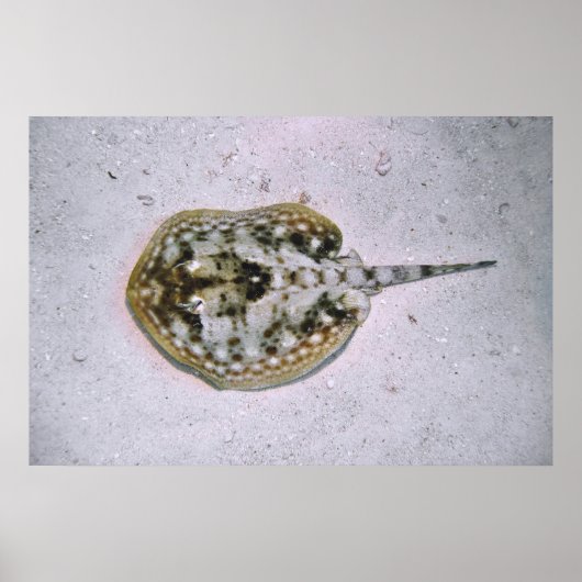 イエロースティングレイ ポスター (正面)