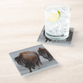 イエローストーンのバイソン ガラスコースター (アングル)