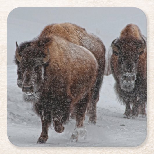 イエローストーンのバイソン スクエアペーパーコースター (正面)