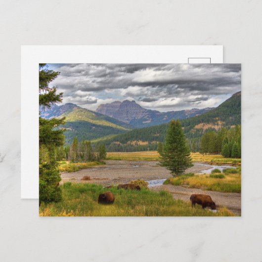 イエローストーンのビゾン ポストカード (正面/裏面)