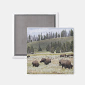 イエローストーンのヘイデン渓谷のバイソン マグネット (正面/裏面)