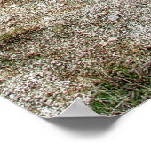 イエローストーンのモーニンググローリープール ポスター (角)