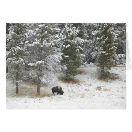 イエローストーンの単独バッファロー