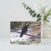 イエローストーンの空腹なワタリガラス ポストカード (スタンド正面)