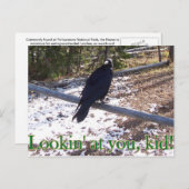 イエローストーンの空腹なワタリガラス ポストカード (正面/裏面)