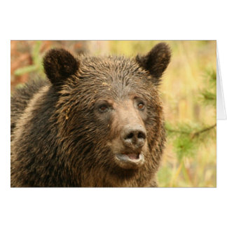 イエローストーンのgrizzley