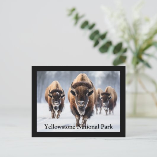 イエローストーンはがき ポストカード (スタンド正面)