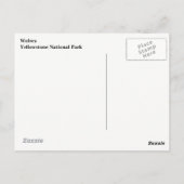 イエローストーンウォルフスポストカード ポストカード (裏面)