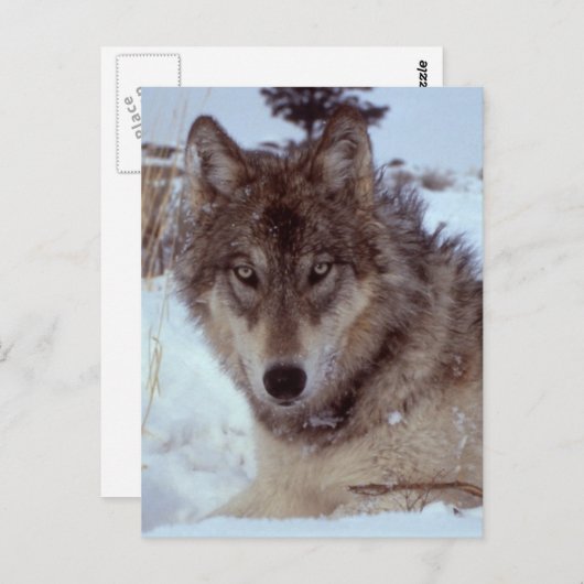 イエローストーンウルフ ポストカード (正面/裏面)