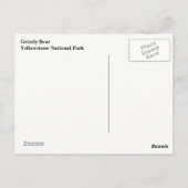 イエローストーングリズリーベアポストカード ポストカード (裏面)