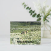 イエローストーンコヨテ ポストカード (スタンド正面)