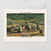 イエローストーンナショナルパークグリズリーベアーグラウンド ポストカード (正面)