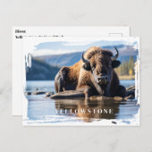 イエローストーンビソンポストカード ポストカード (正面/裏面)