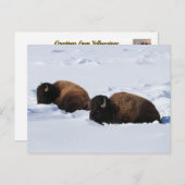 イエローストーンビソン ポストカード (正面/裏面)