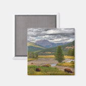 イエローストーンビソン マグネット (正面/裏面)