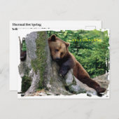 イエローストーンブラウンベアポストカード ポストカード (正面/裏面)