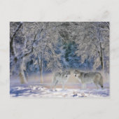 イエローストーンポストカードの狼 ポストカード (正面)