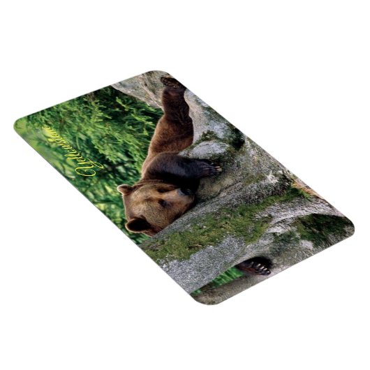 イエローストーンマグネットブラウンベア マグネット (右側)