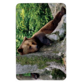 イエローストーンマグネットブラウンベア マグネット (縦)