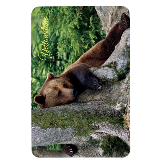 イエローストーンマグネットブラウンベア マグネット (縦)