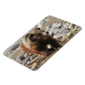 イエローストーンマングリーベア マグネット (左側)