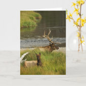 イエローストーンマースカード カード (黄色い花)