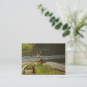 イエローストーンメイズミニプリント 名刺 (スタンド正面)