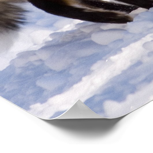 イエローストーンレッドキツネ ポスター (角)