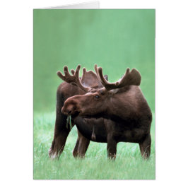 イエローストーン国立公園のアメリカヘラジカ