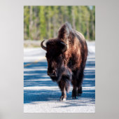 イエローストーン国立公園の車道のバイソン ポスター (正面)