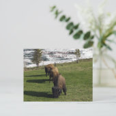 イエローストーン国立公園はがきバイソン冬 ポストカード (スタンド正面)