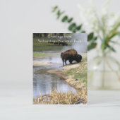 イエローストーン国立公園はがき ポストカード (スタンド正面)