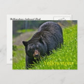 イエローストーン国立公園はがき ポストカード (正面/裏面)