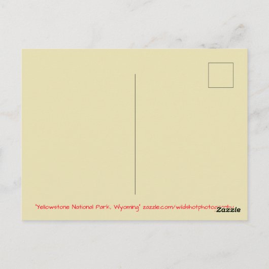 イエローストーン国立公園ワイオミング ポストカード (裏面)