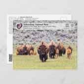 イエローストーン国立公園 - アメリカビーバー ポストカード (正面/裏面)