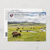 イエローストーン国立公園 – アメリカンバイソン ポストカード (正面/裏面)