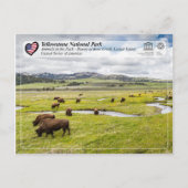 イエローストーン国立公園 – アメリカンバイソン ポストカード (正面)