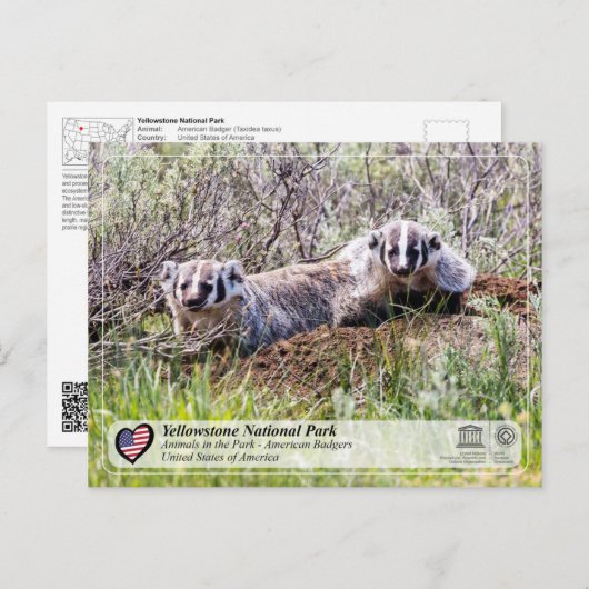 イエローストーン国立公園 – アメリカンバッジャー ポストカード (正面/裏面)