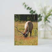 イエローストーン国立公園、エルク ポストカード (スタンド正面)