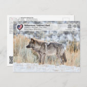 イエローストーン国立公園 – グレーウルフ ポストカード (正面/裏面)