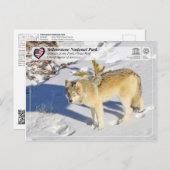 イエローストーン国立公園 – グレーウルフ ポストカード (正面/裏面)