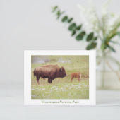 イエローストーン国立公園 – バイソン&カーフ ポストカード (スタンド正面)