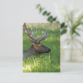 イエローストーン国立公園 ポストカード (スタンド正面)