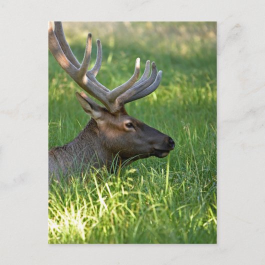 イエローストーン国立公園 ポストカード (正面)