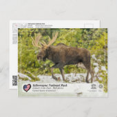 イエローストーン国立公園 – ムース ポストカード (正面/裏面)