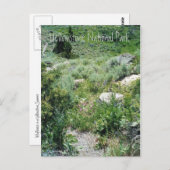 イエローストーン夏 ポストカード (正面/裏面)